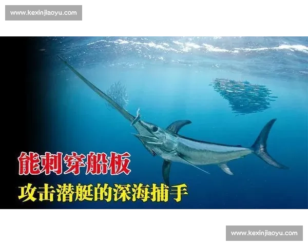 剑鱼与鲨鱼海洋巅峰对决揭示速度与力量的终极较量 剑鱼与鲨鱼海洋巅峰对决揭示速度与力量的终极较量